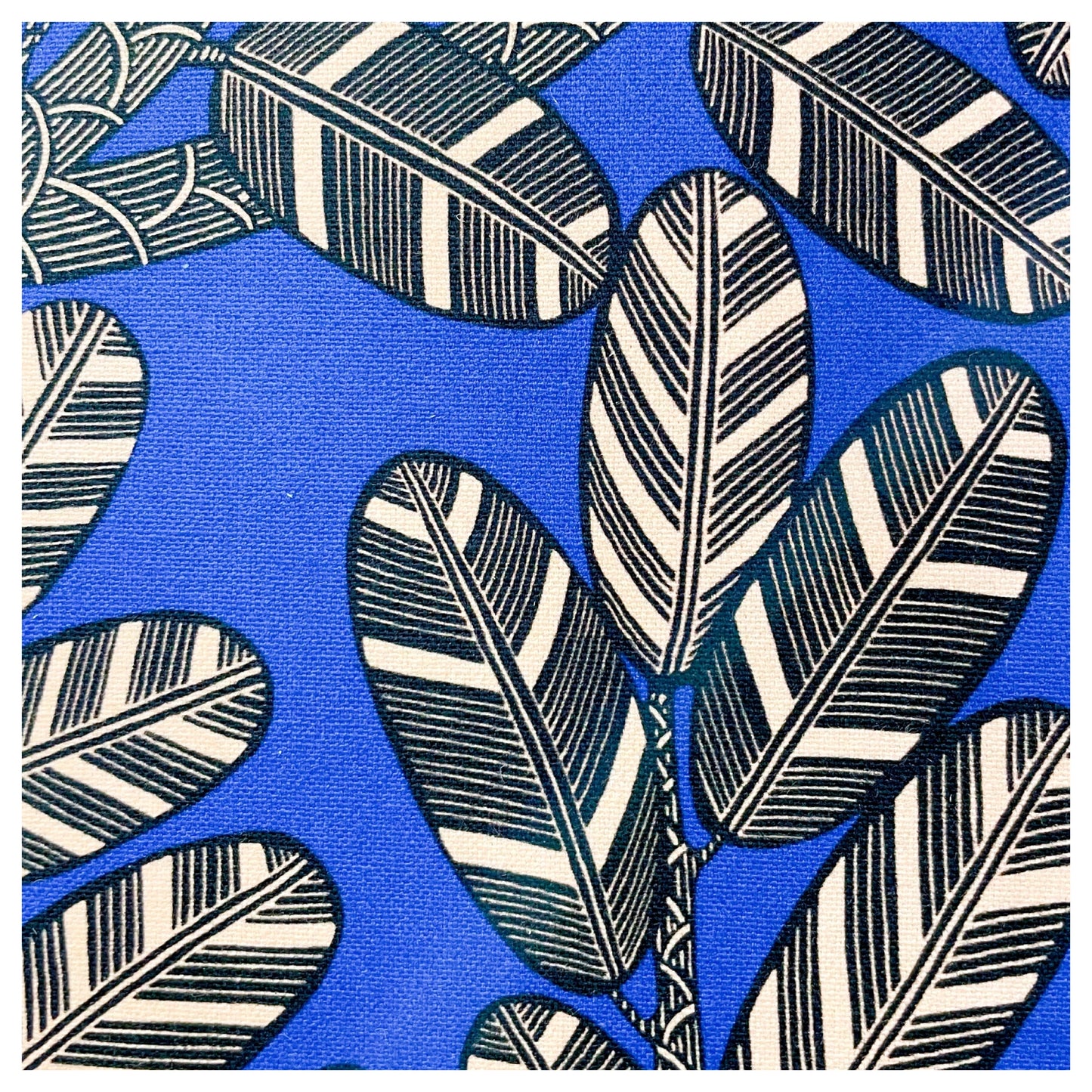 AMAZONE coton bleu vif