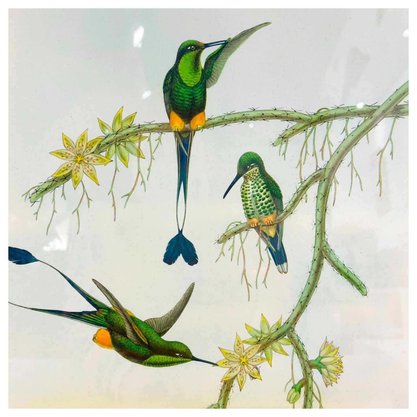 CADRE - Oiseaux