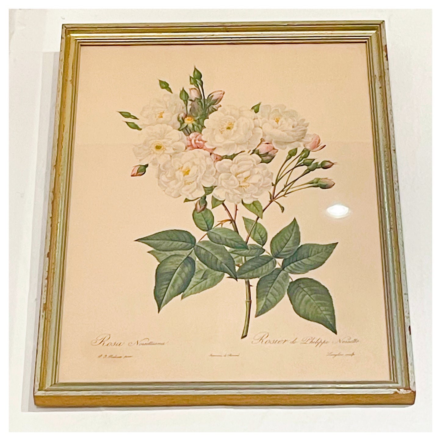 CADRE - Rosier