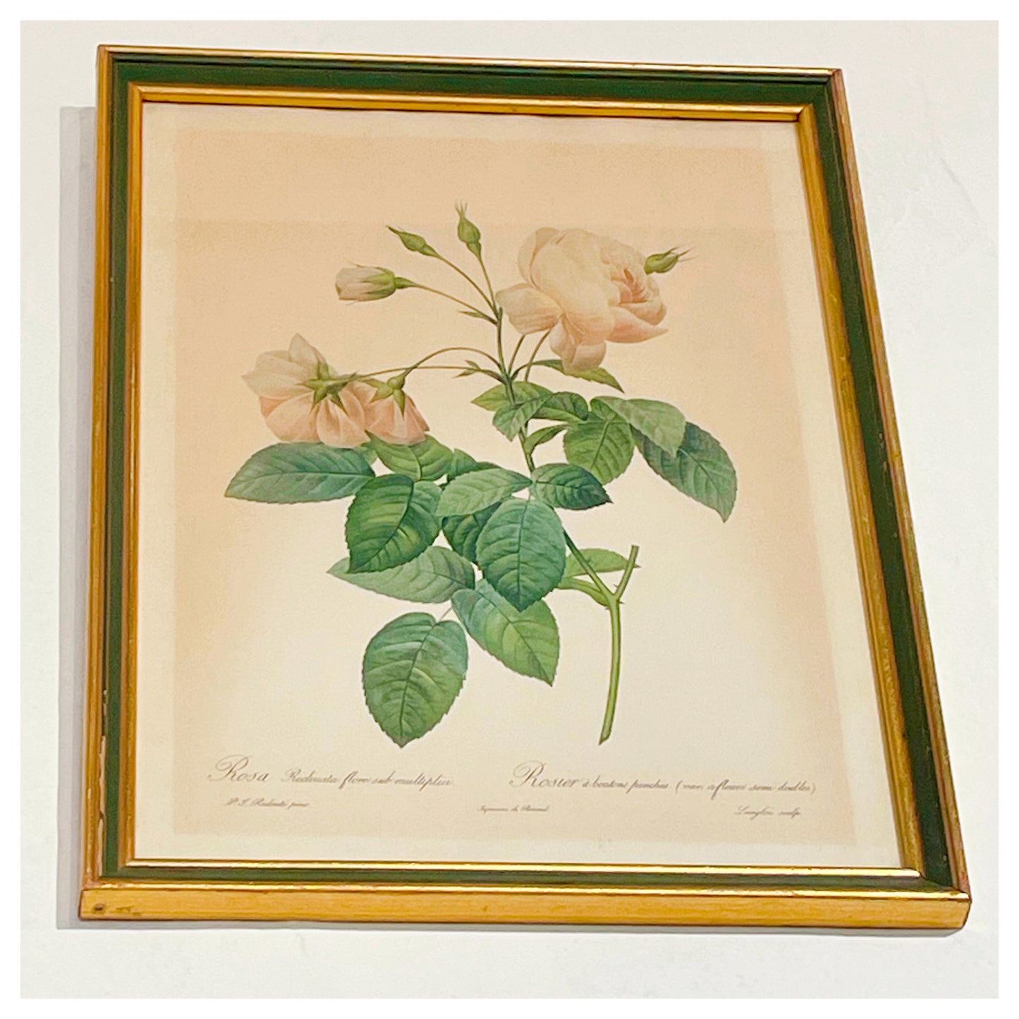 CADRE - Rosier