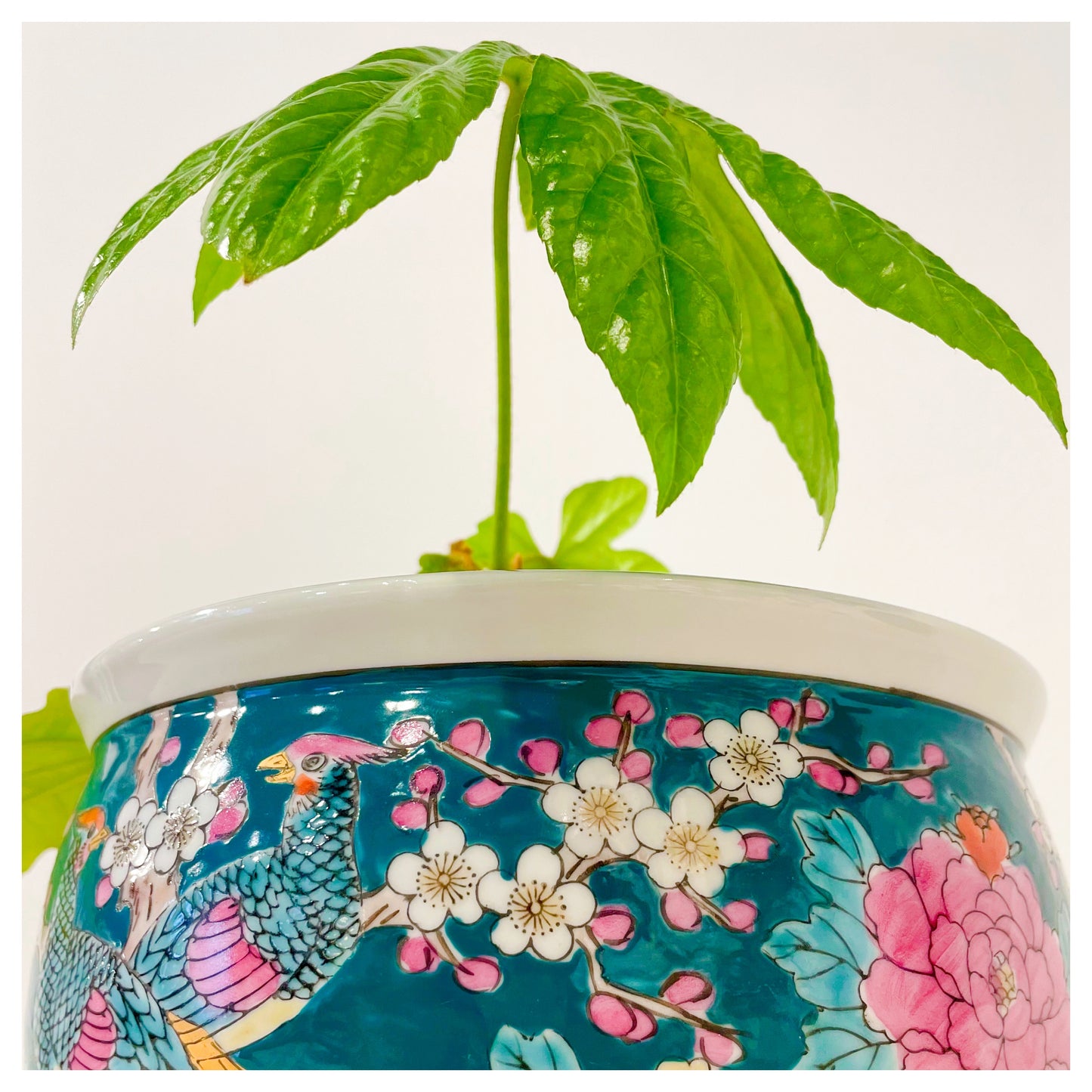 POT BIG IN JAPAN